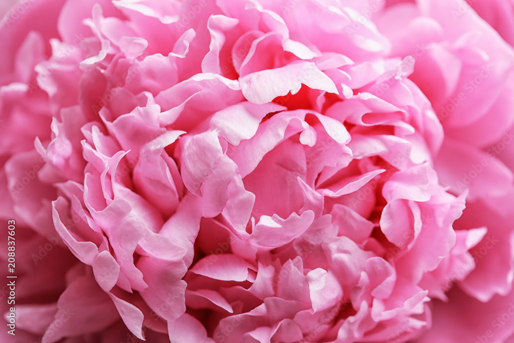 Beautiful fragrant peony flower as background