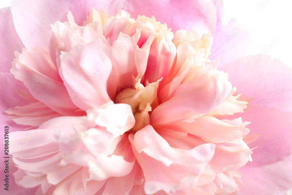 Beautiful fragrant peony flower, closeup