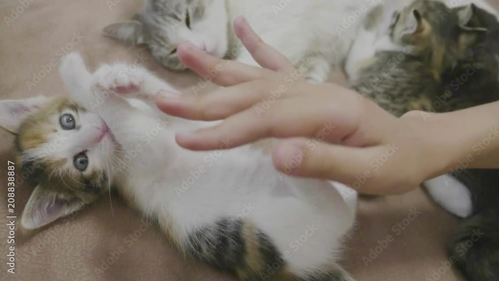 kitten is played with a person's hand. small kitten three-color slow lifestyle motion video. kitten playing concept kitten is played with a person's hand. small kitten three-color slow lifestyle motion video. kitten playing concept