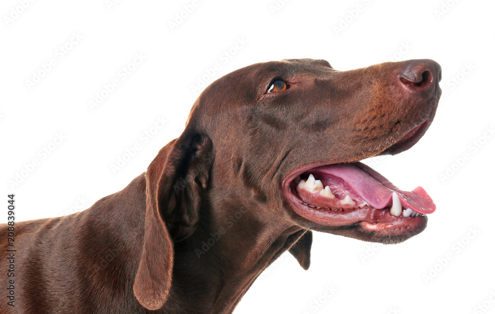 German Shorthaired Pointer dog on white background