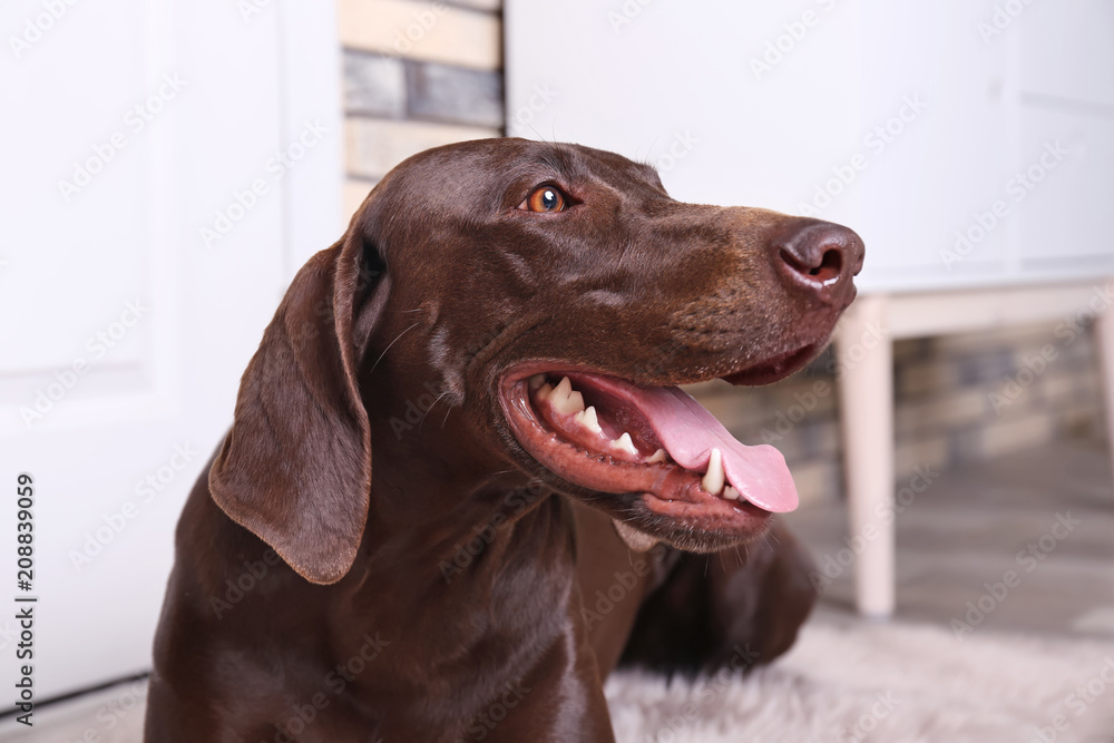 German Shorthaired Pointer dog at home