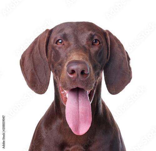 German Shorthaired Pointer dog on white background © New Africa