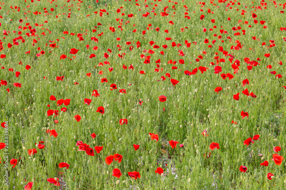 Naklejka premium A Poppy Field