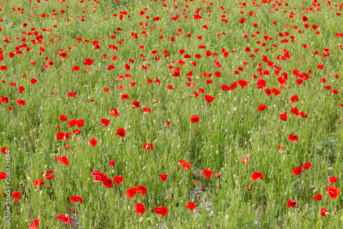 A Poppy Field
