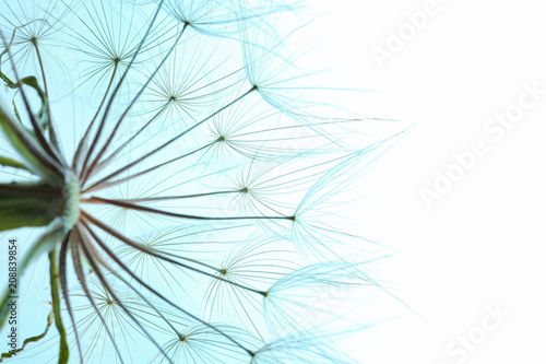 Dandelion seed head on color background  close up