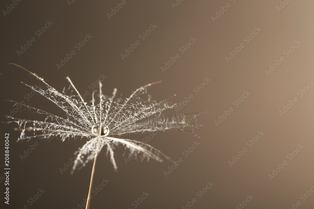 Dandelion seed with dew drop on grey background, close up