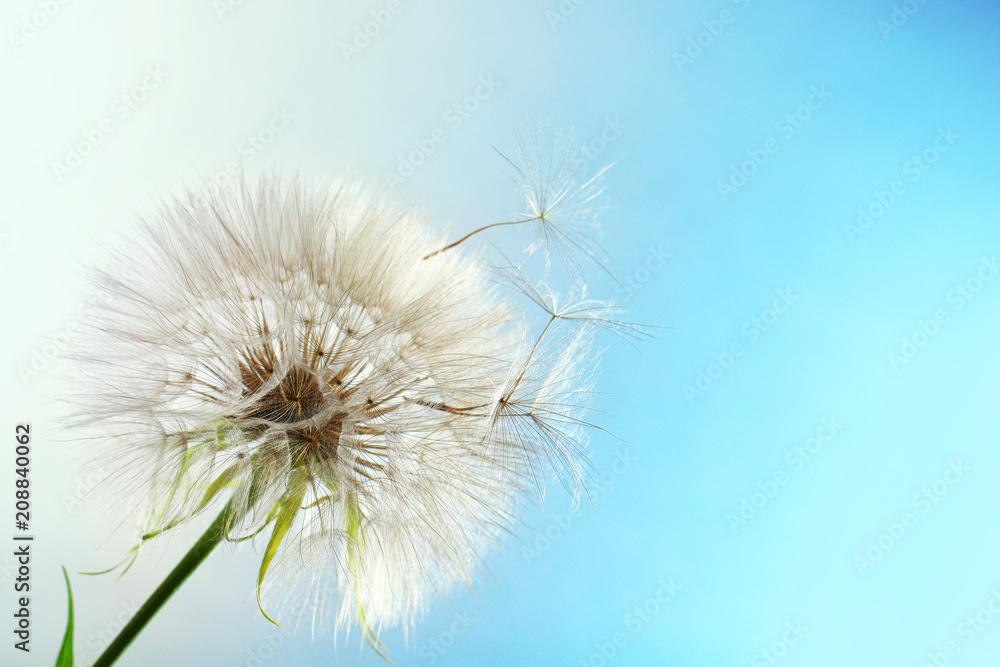 White dandelion seed head on color background