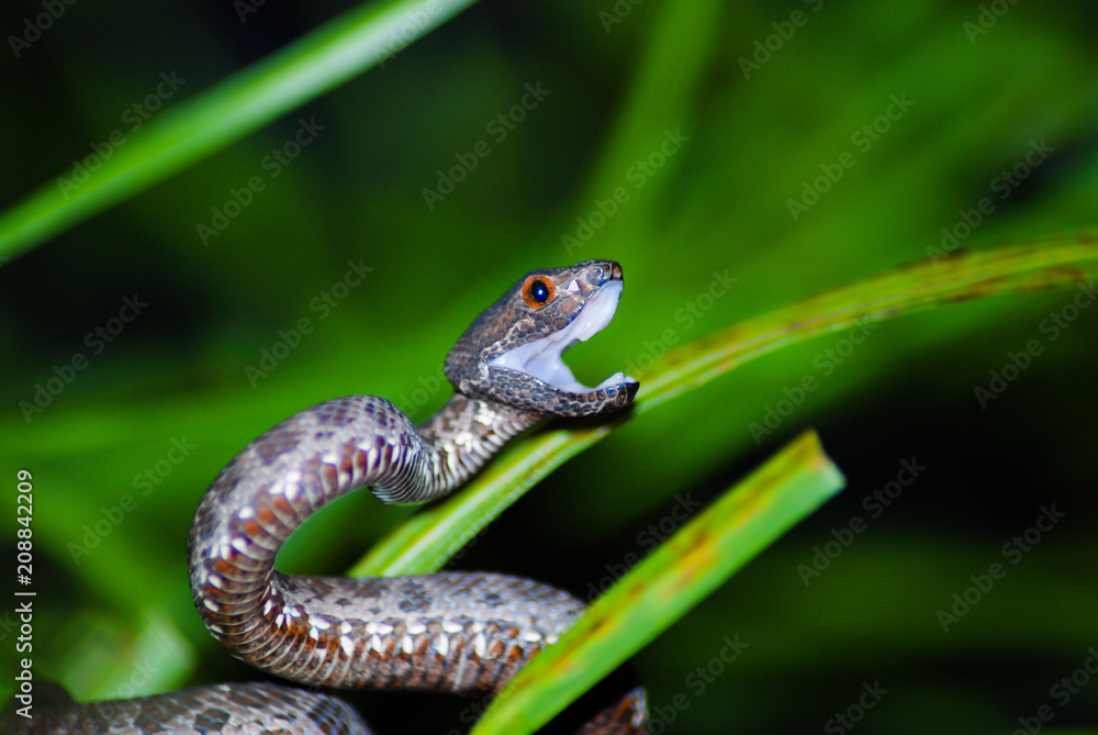 Obraz premium Purple Spotted Pit Viper ready to strike