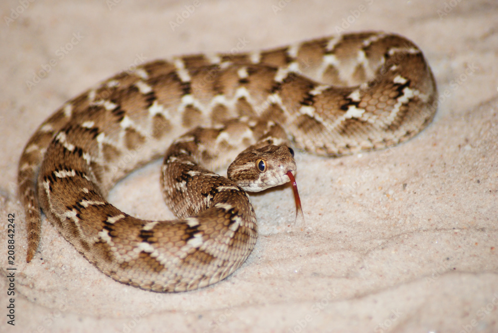 Saw-Scaled Viper flicking its tongue Saw-Scaled Viper flicking its tongue