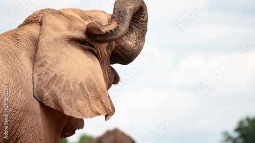 Photography Elephant