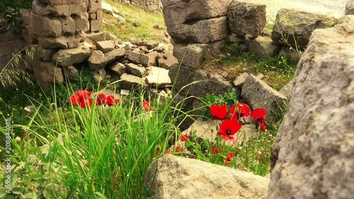 Pergamon in springtime, cloaeup flowers among ruins,  Bergama, Turkey photo