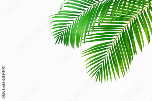 Green leaves palm isolated on white background.Tropical palm tree.