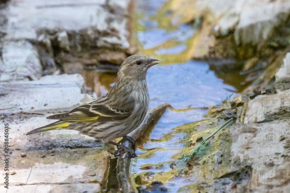 Pine siskin at Capulin Spring, Sandia Mountains, New Mexico Pine siskin at Capulin Spring, Sandia Mountains, New Mexico