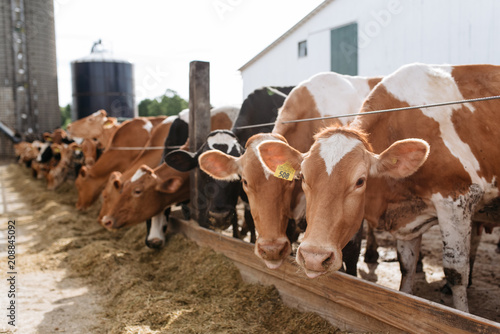 Dairy farm photo