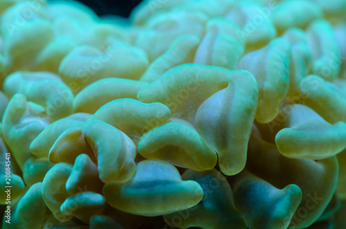 Close up of Green metallic LPS Hammer Coral  Euphyllia ancora 