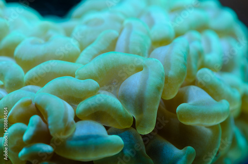 Close up of Green metallic LPS Hammer Coral (Euphyllia ancora)