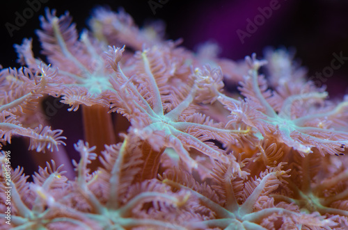 Close up photo of Palm Tree polyps (Clove or Fern Polyps) coral (Clavularia Viridis.)