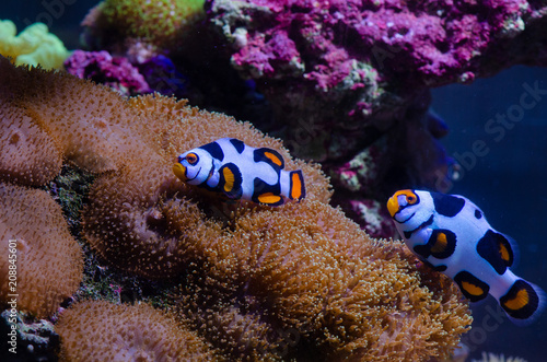The Captive-Bred Picasso Percula Clownfish (Amphiprion Percula) in marine aquarium