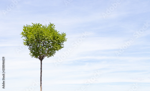 Green tree on blue sky background with clouds