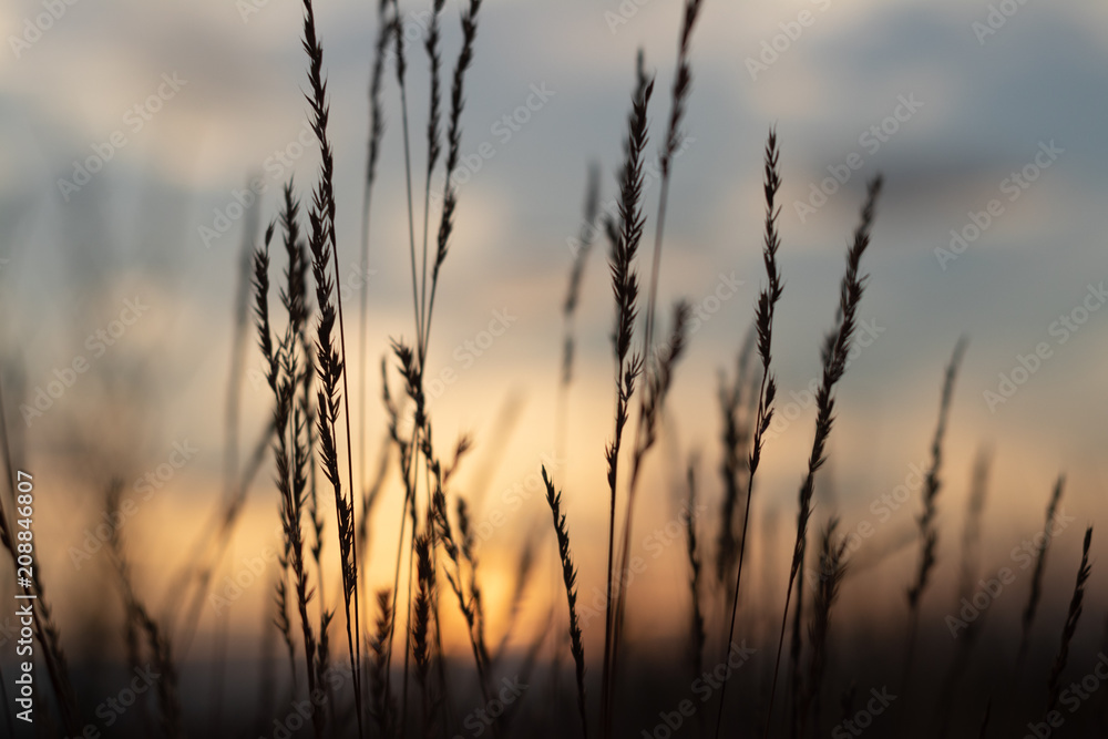 defocus, field grass on evening sky background, sunset defocus, field grass on evening sky background, sunset