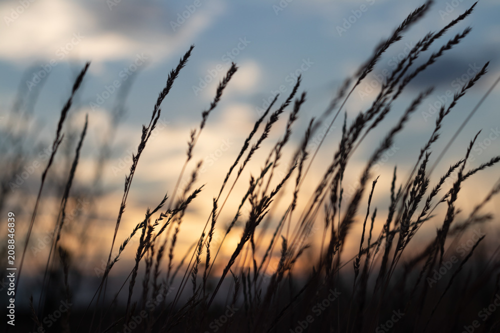 Obraz premium defocus, field grass on evening sky background, sunset