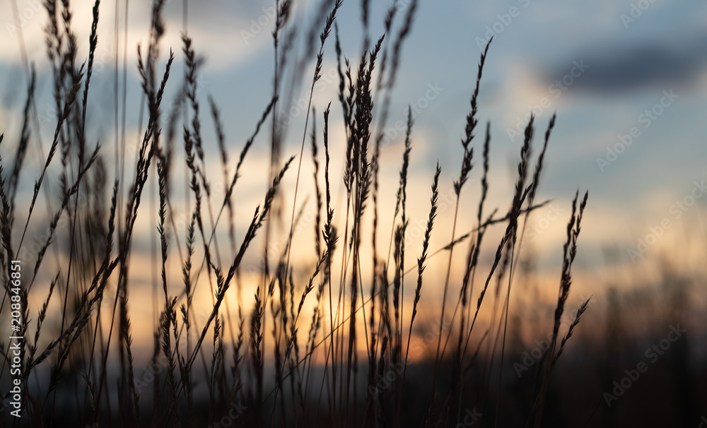 defocus, field grass on evening sky background, sunset - obrazy, fototapety, plakaty 