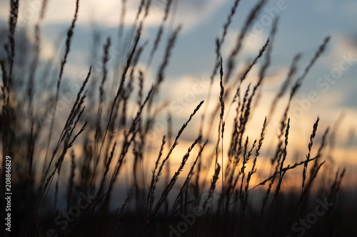defocus, field grass on evening sky background, sunset