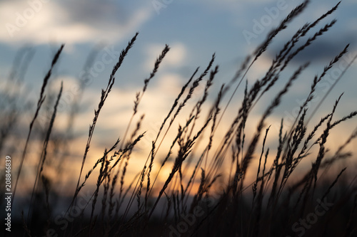 defocus  field grass on evening sky background  sunset