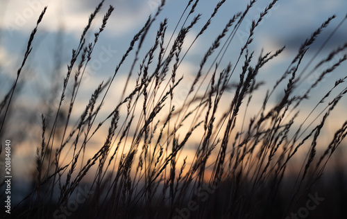 defocus  field grass on evening sky background  sunset