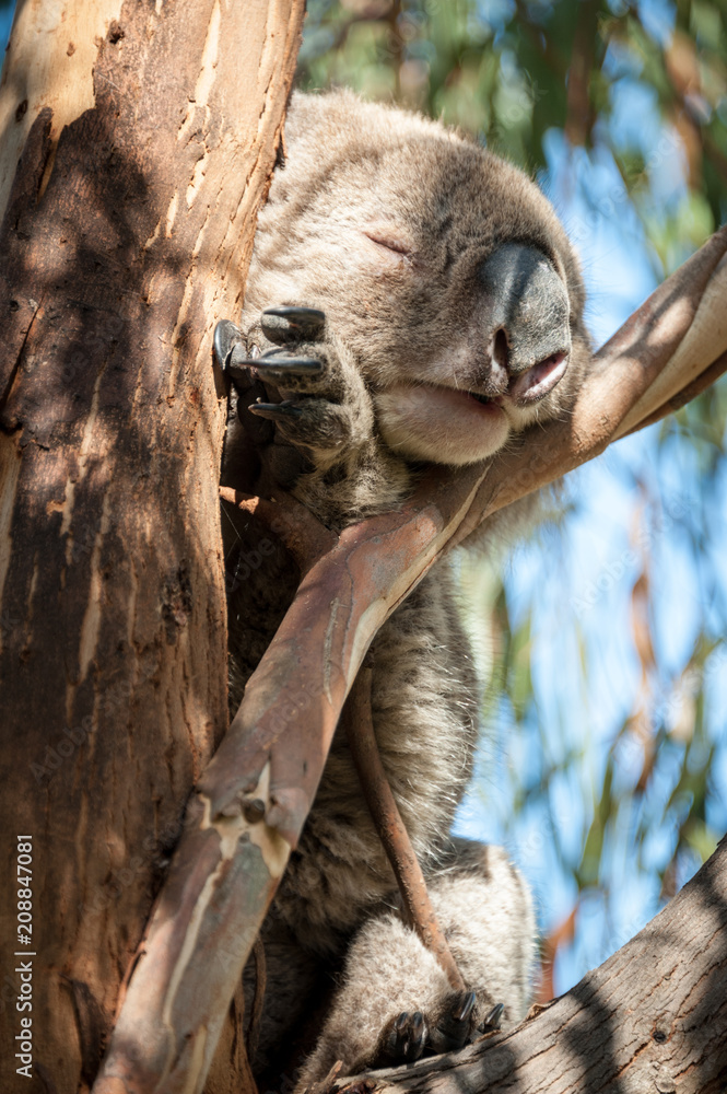 Fototapeta premium Sleeping koala in gum tree