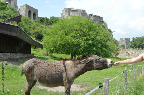 oslík hradu Devín- Bursztynowym szlakiem Słowackim -Bratysława- Osiołek zamku Devin photo