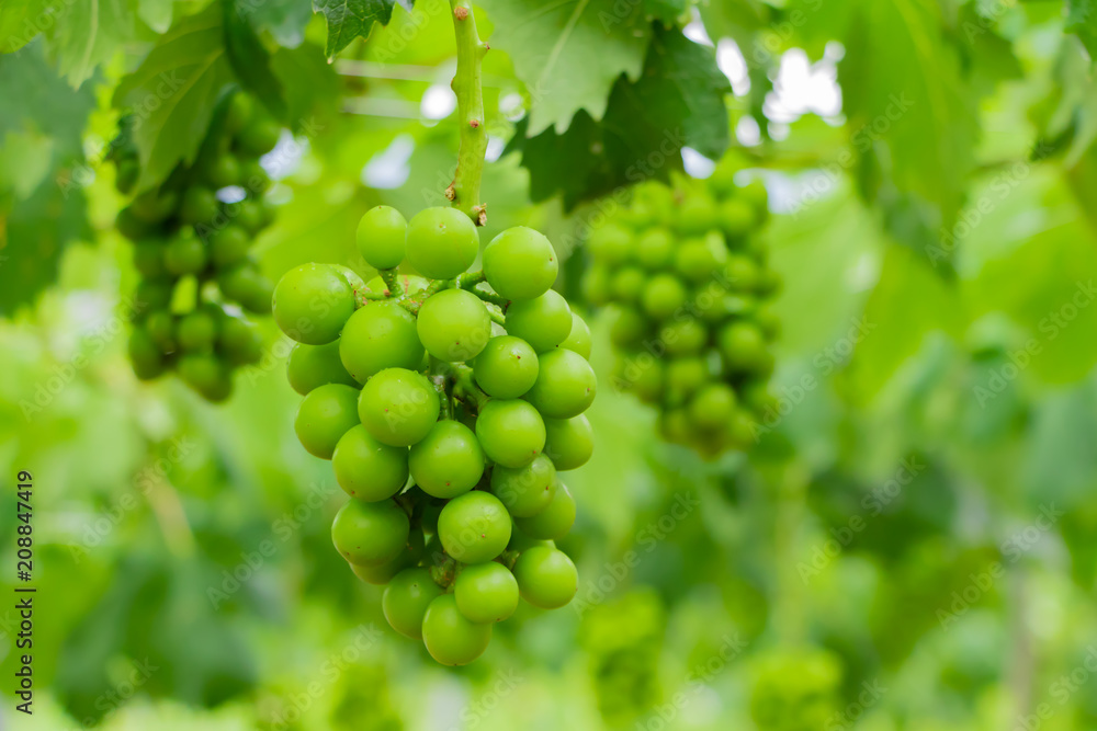 初夏のぶどう畑　色づく前の碧いぶどう