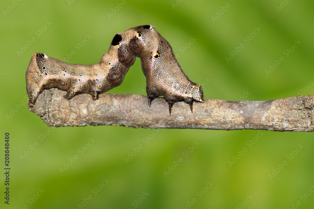 Image of brown caterpillar on a brown branch. Insect. Brown worm. Animal.