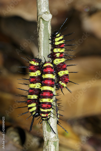 Image of a Caterpillar leopard lacewing(Cethosis cyane euanthes) on a branch. Insect. Animal photo