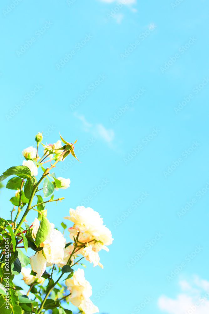 White flowers and blue sky White flowers and blue sky