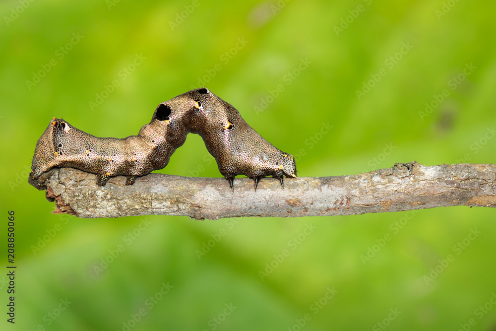 Image of brown caterpillar on a brown branch. Insect. Brown worm. Animal. Image of brown caterpillar on a brown branch. Insect. Brown worm. Animal.