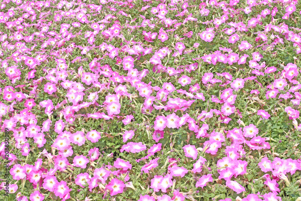 Fields of pink flowers Fields of pink flowers