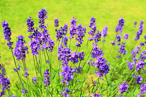 Purple lavender flowers in the garden