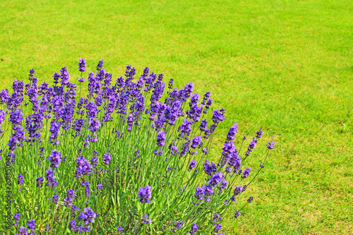 Purple lavender flowers in the garden