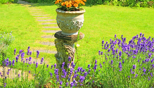 Flowers in the garden, yellow flowers in a pot, purple lavenders
