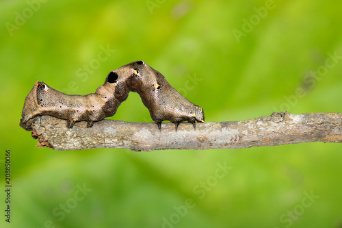 Image of brown caterpillar on a brown branch. Insect. Brown worm. Animal.