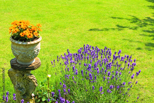 Flowers in the garden, yellow flowers in a pot, purple lavenders