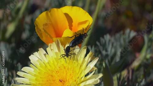 California Poppies Desert Dandelions Insects photo