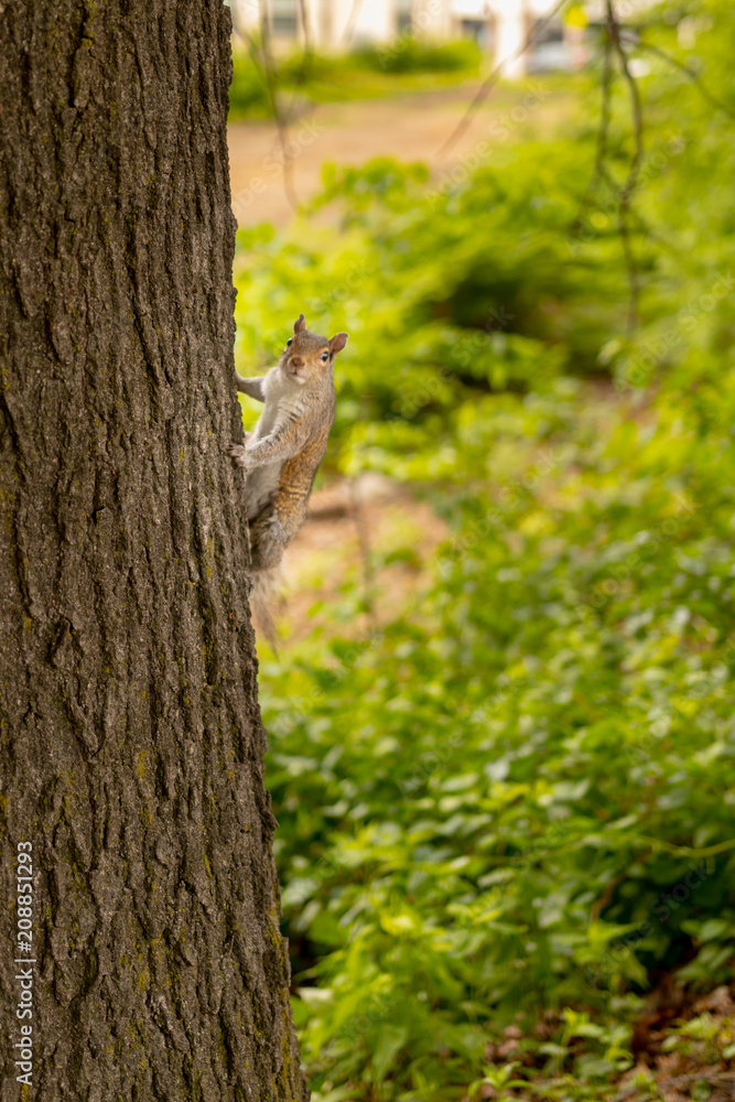 Fototapeta premium Squirrel climbing a tree
