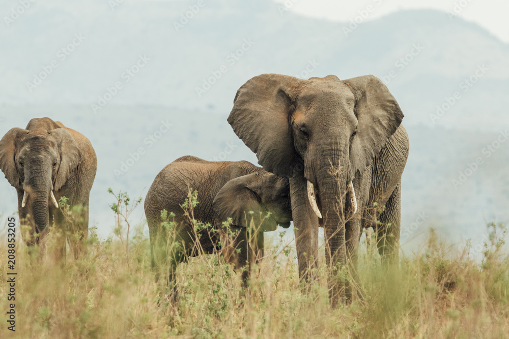 Elephants in Kenya Elephants in Kenya