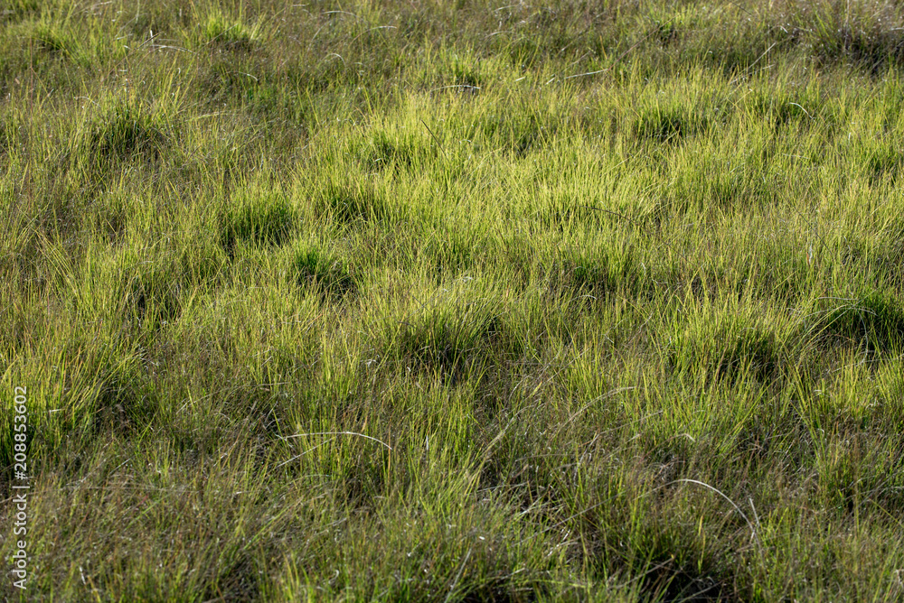 Pasto verde Pasto verde