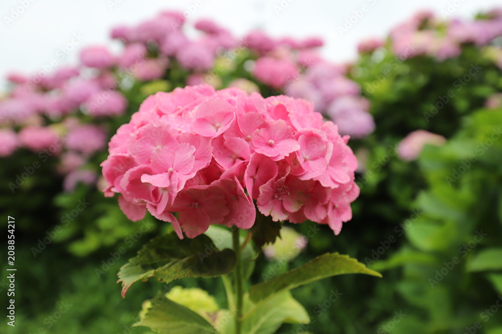 かざはやの里　あじさい花壇