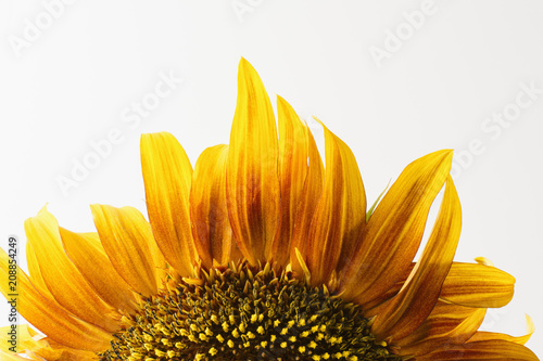 Cropped single sunflower photo