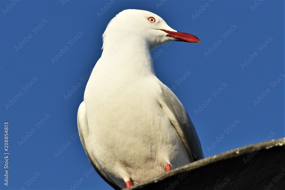 Obraz premium Seagull