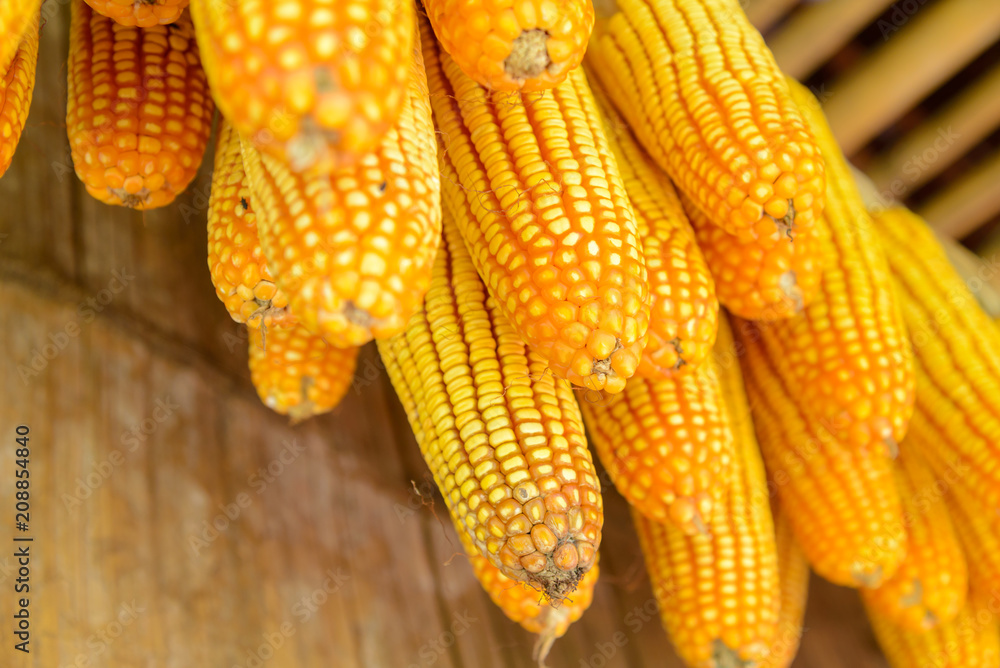 Bunch of dry yellow sweet corn hanging under wooden roof of rural rustic farm house, Old House Bunch of dry yellow sweet corn hanging under wooden roof of rural rustic farm house, Old House